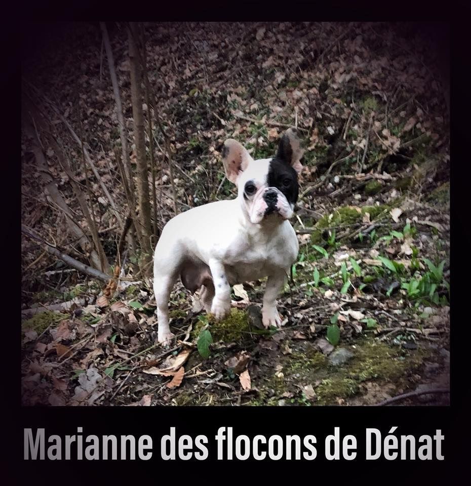 Marianne Des flocons de denat